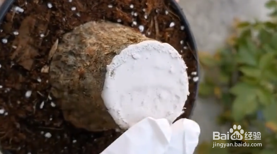 发财树树干萎缩怎么办