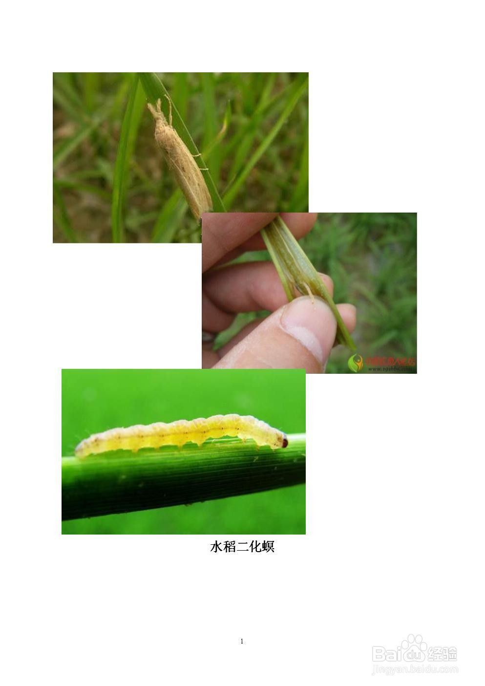 水稻钻心虫防治时间及方法
