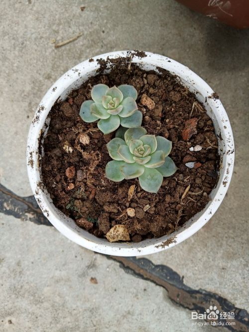 多肉植物烂根如何补救 百度经验
