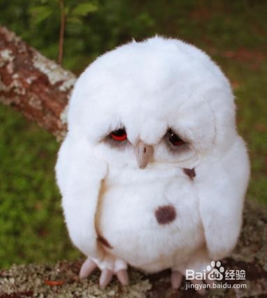 什么食物能够清肠