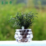 适合办公室的小植物