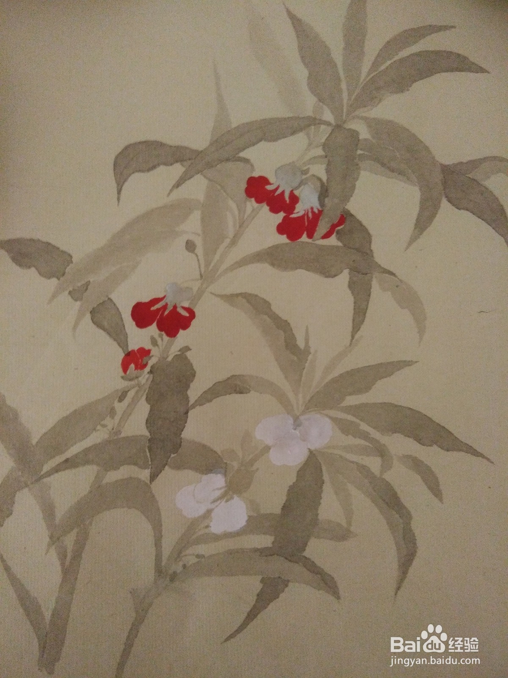 如何用没骨法画一株凤仙花