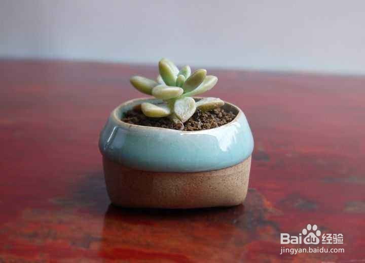 如何经营拇指盆景