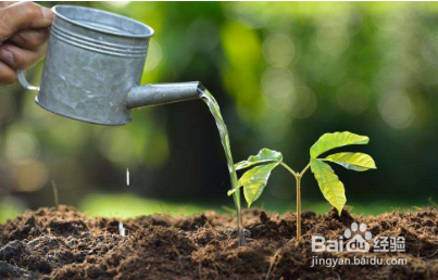 发财树树干萎缩怎么办