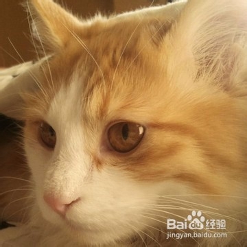 如何与爱宠沟通