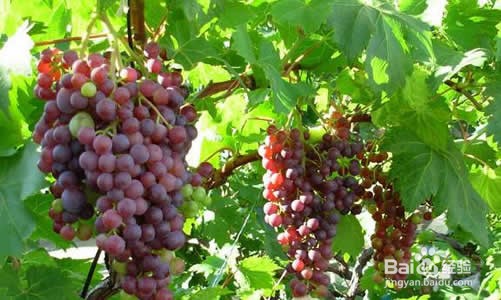 葡萄又大又甜的六个要点