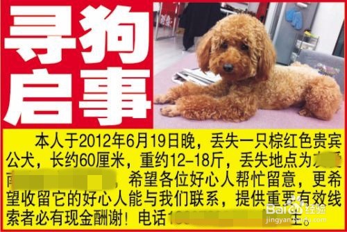 流浪狗怎么处置 遇到流浪狗怎么办