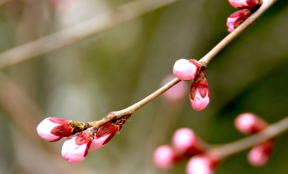 红杏出墙表现了生物具有什么特征