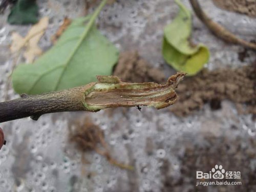 预防茄子重茬的方法都有哪些