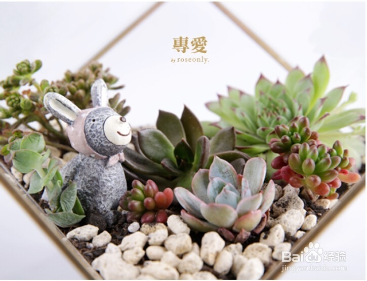 多肉植物冬季怎样养护