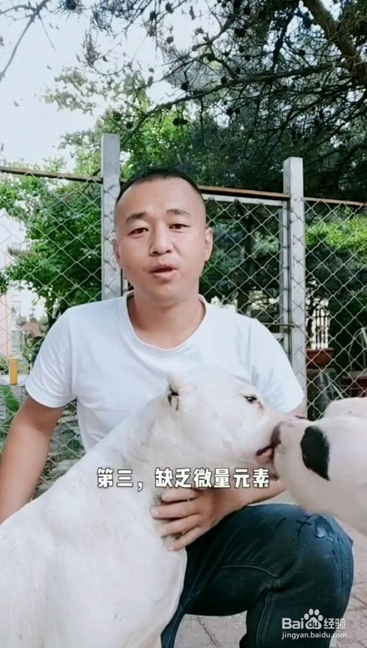 如何认识狗狗吃便便的原因?
