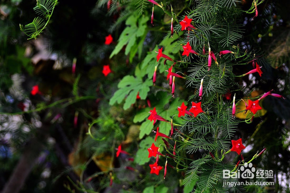 好看又好养的植物