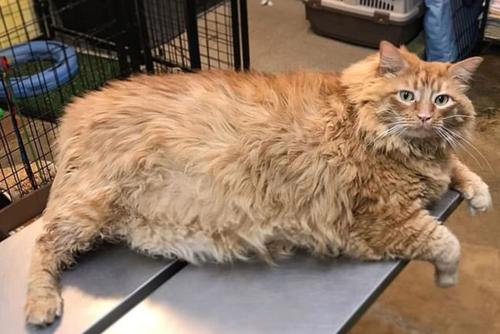为什么我家的猫每次被揍以后都跑去吃猫粮