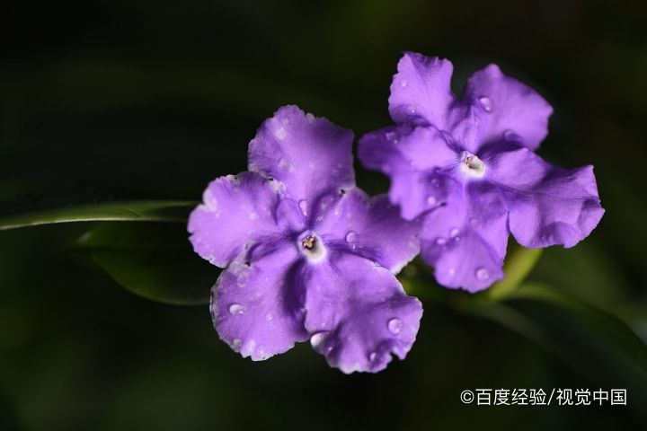 双色茉莉怎么扦插