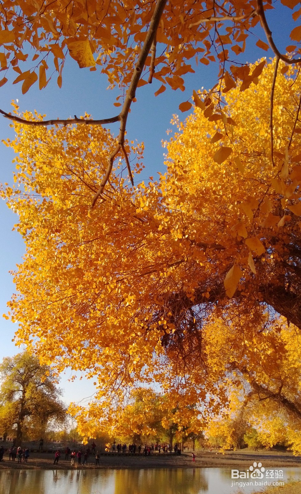 秋天金色胡杨林—额济纳旅游攻略