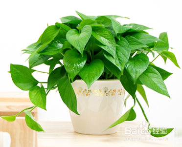 为什么别人家养的花人见人爱,你家的却人见人唉