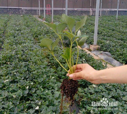 种植草莓如何进行施肥