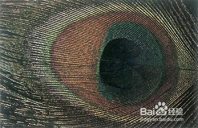 生命的活动的主要承担者——蛋白质