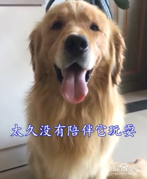 狗狗为什么突然不理人？