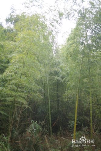 挖冬笋技巧与方法