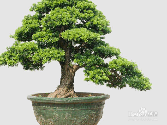 罗汉松的养殖方法及注意事项