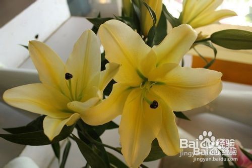 刚买的百合花怎么水养