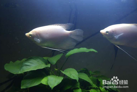 没有很好的设备如何养好金鱼