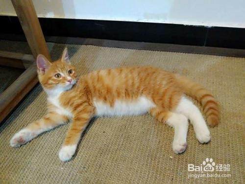 房间有老鼠怎么办