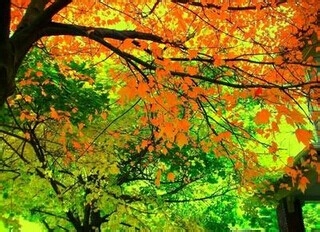 预防秋季鼻炎小偏方