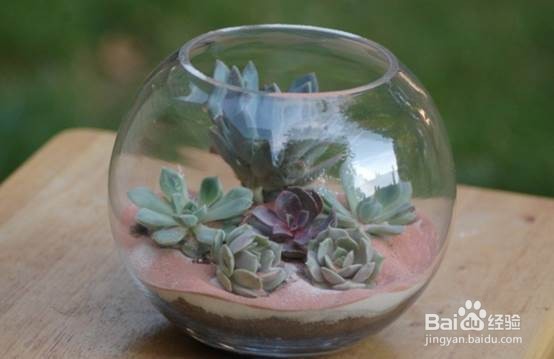 DIY多肉水晶球种植器