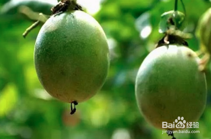 百香果枯萎怎么救活