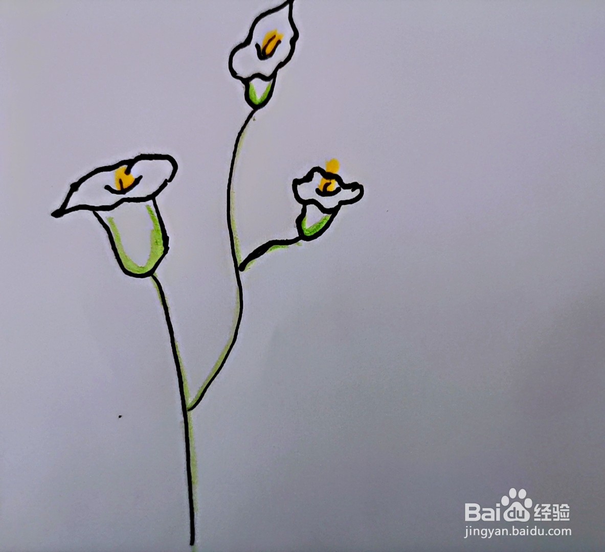 简笔画 白色的马蹄莲#新人打卡#
