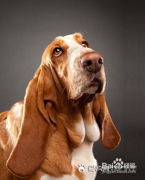 有关犬只贫血疾病的诊断和治疗—铅中毒