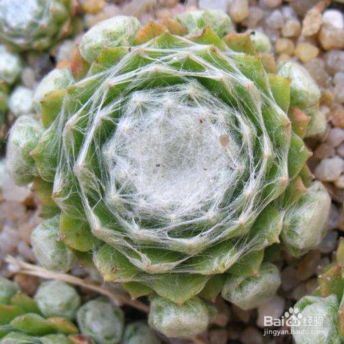 蛛丝卷绢为什么叶子变黄了？