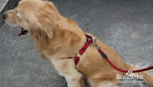 什么是狂犬病，该怎么预防