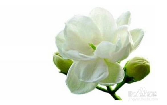 茉莉花的养殖方法
