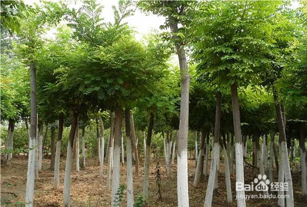 地产景观中选苗时需要注意哪些东西？