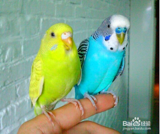 怎么分辨虎皮鹦鹉的性别?