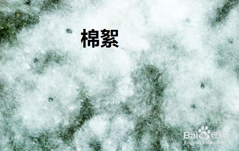 牡丹鹦鹉天冷怎么办