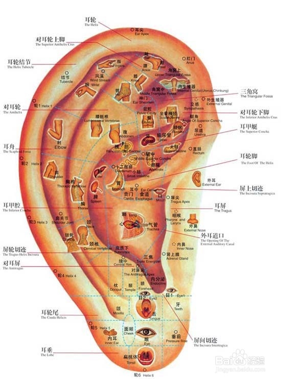 耳穴瘦身方案