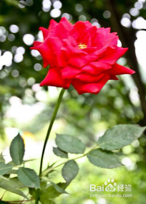 家庭盆栽月季的养护管理