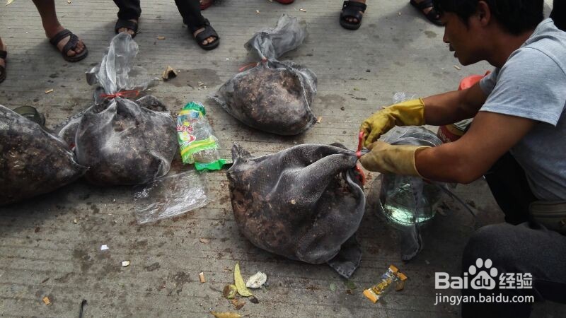 如何自制虎头蜂泡酒