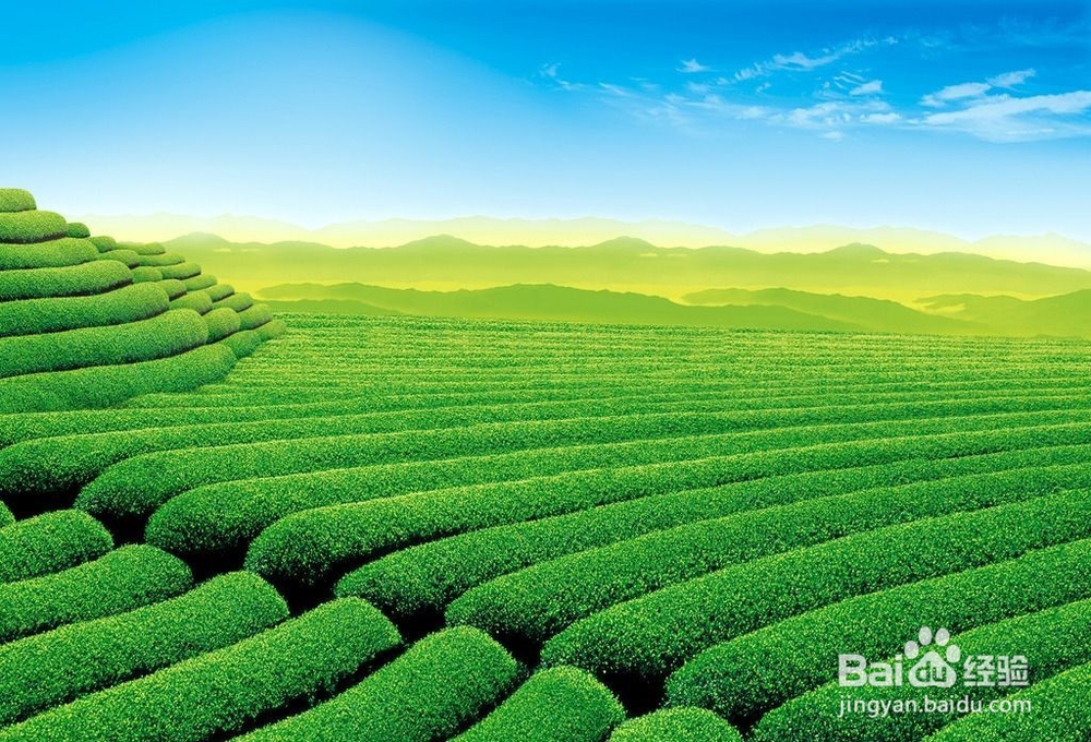 茶叶杀虫灯是怎么保障茶园绿色生产的