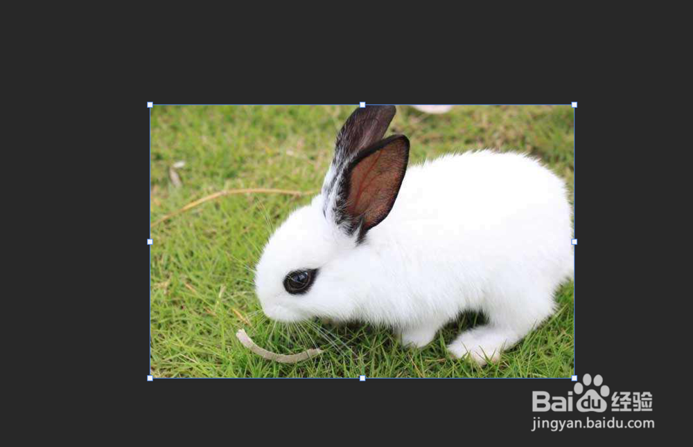 PS怎么水平旋转图片