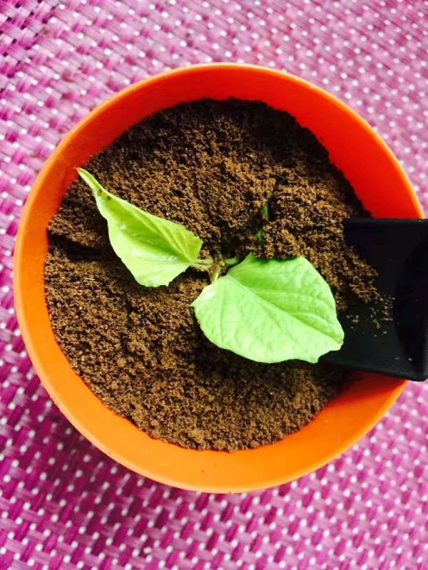 简单易学木糠杯