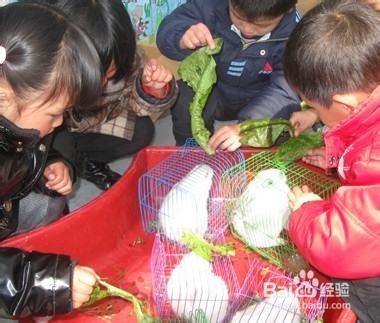 小白兔如何饲养