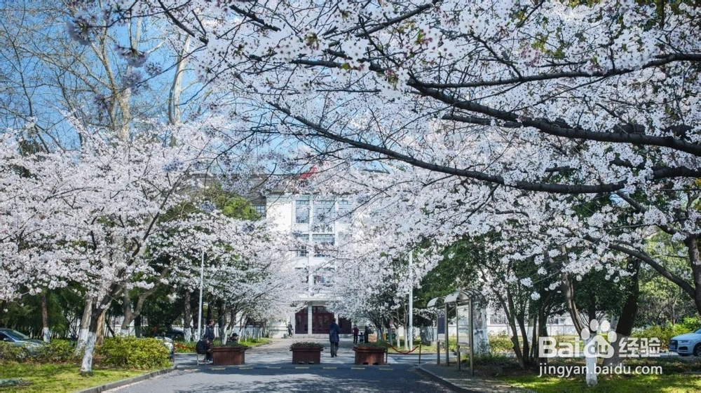南京林业大学樱花