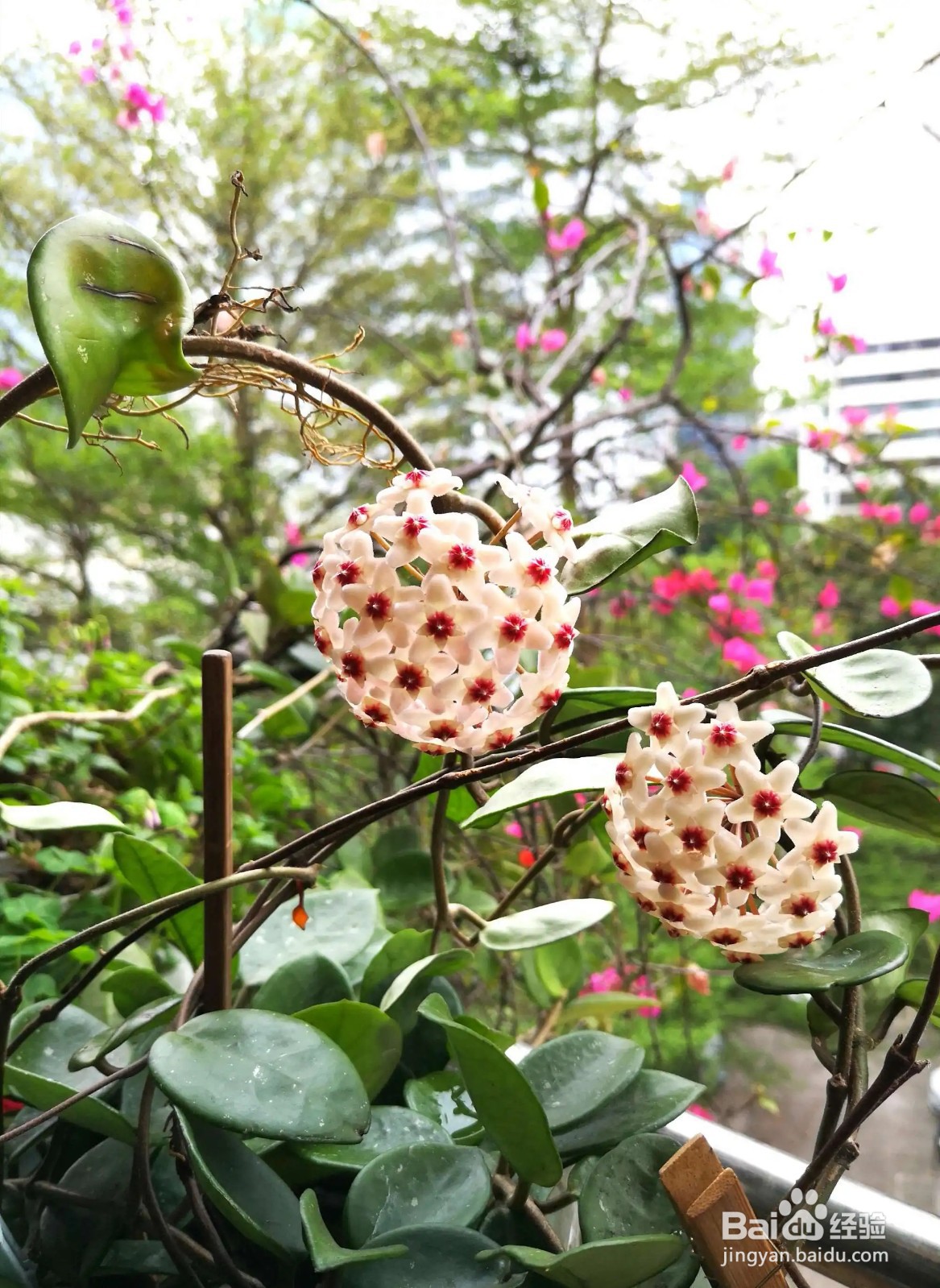 球兰冬天怎么养护