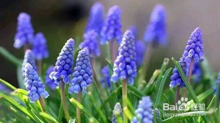 葡萄风信子怎么养护
