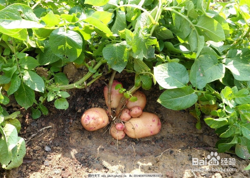 生活中土豆的营养秘密(